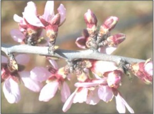 Illustrations projets