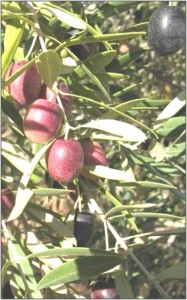 Illustrations projets