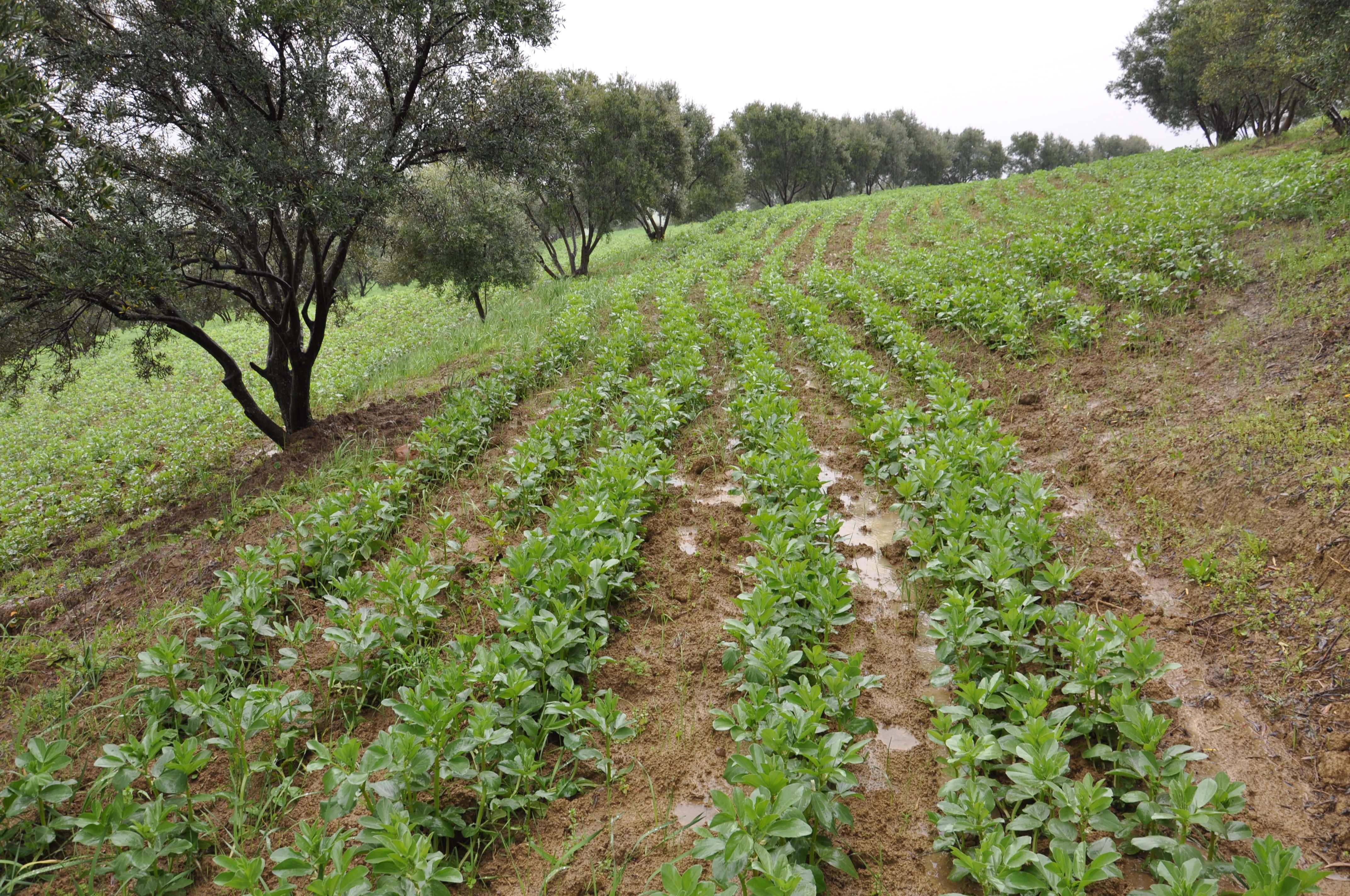 photo 3 : Sur les terrains en pente, l’installation des légumineuses perpendiculairement à la pente et en association avec les oliveraies permet une meilleure conservation de l’eau et du sol et une meilleure valorisation de la terre (olivier et fève)