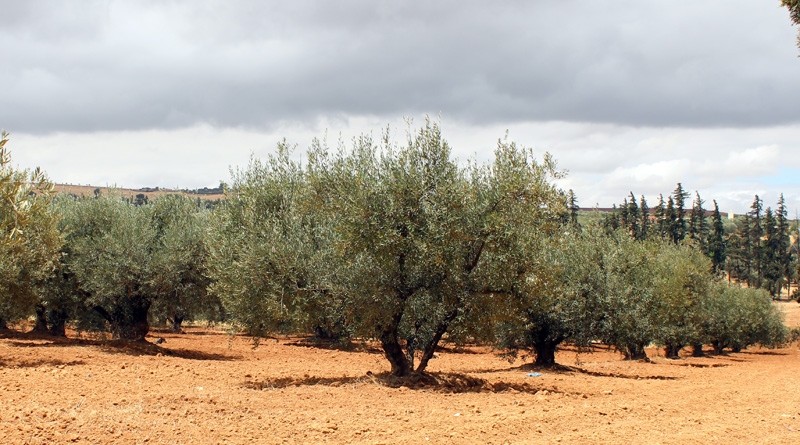 Oliviers du Domaine Expérmental d'Ain Taoujdate (INRA Meknès) Oliviers du Domaine Expérmental d'Ain Taoujdate (INRA Meknès)