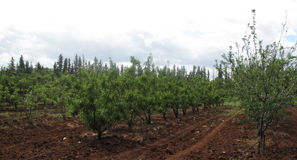 Essai d'irrigation déficitaire contrôlée sur pêcher, prunier et amandier au Domaine Expérimental d'Ain Taoujdate (CRRA Meknès)