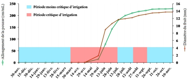 Figure 1 : Périodes critiques d’irrigation de l’olivier dans la région du Saïs en relation avec les courbes de croissance du fuit et de la pousse