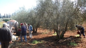 Photo 2. Application à petite échelle de la vinasse de mélasse sur olivier
