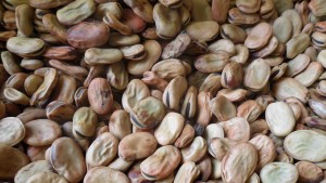 Photo 2A. Exemple de graines de fève commercialisées par les agriculteurs