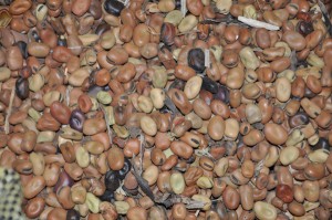 Photo 2B. Exemple de graines de féverole commercialisées par les agriculteurs
