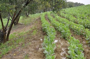 Photos 3A. Association olivier – fève illustre l’importance de ce type de pratique dans la conservation de l’eau et des sols.