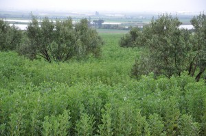 Photo 1A. La fève grâce à sa croissance indéterminée valorise les conditions bonne de disponibilité hydrique que ce soit en pluvial (A) ou en irriguée (B)