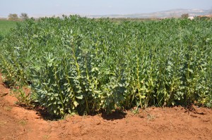 Photo 1B. La fève grâce à sa croissance indéterminée valorise les conditions bonne de disponibilité hydrique que ce soit en pluvial (A) ou en irriguée (B)