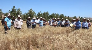 Journée de démonstration de nouvelle variétés (INRA - DE Annoceur, juil. 2018) Journée de démonstration de nouvelle variétés (INRA - DE Annoceur, juil. 2018)