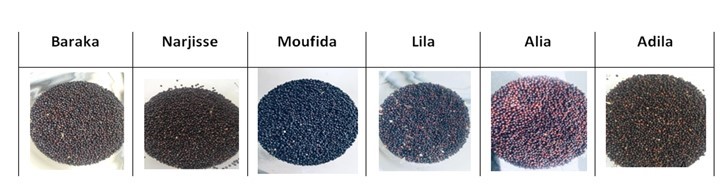 Figure 1: photo des graines des six variétés de colza étudiées