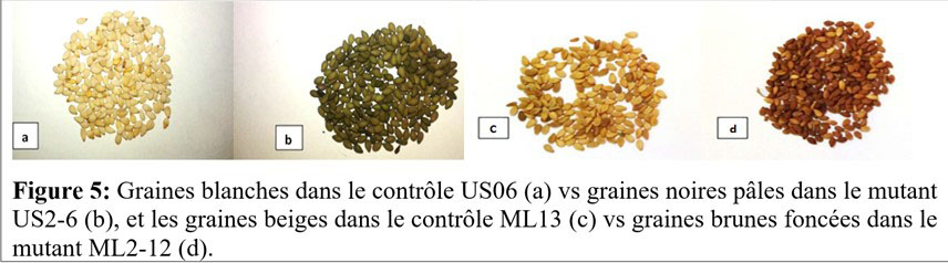 Figure 5: Graines blanches dans le contrôle US06 (a) vs graines noires pâles dans le mutant US2-6 (b), et les graines beiges dans le contrôle ML13 (c) vs graines brunes foncées dans le mutant ML2-12 (d).