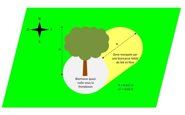 Figure 2. Schéma présentant les limites de l’effet dépressif de l’olivier sur la croissance du blé et fève en culture intercalaire en fonction de la vigueur des arbres