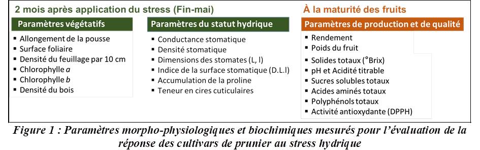 Figure 1 : Paramètres morpho-physiologiques et biochimiques mesurés pour l’évaluation de la réponse des cultivars de prunier au stress hydrique