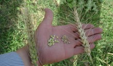 Effet des maladies foliaires du blé sur le rendement via la réduction du PMG