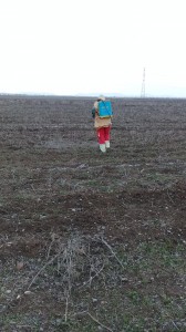 TRT de l’essai Semis Direct à Marchouch par Gramoxone (4l/ha) juste avant semis le 16/12/2021