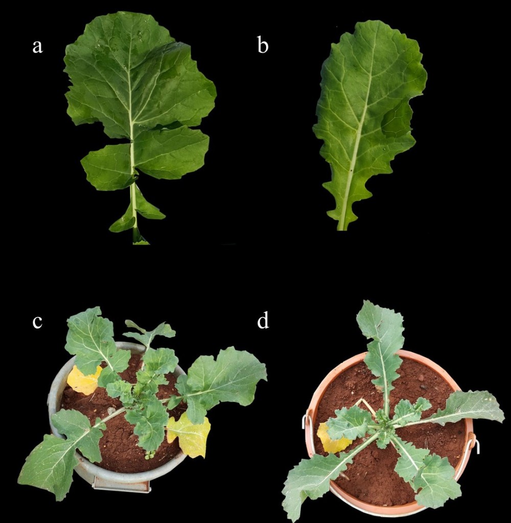 Figure 1. Feuille du variété sauvage INRA-CZH2 (a) et feuille lobée étroite du mutant H2M-2 (b). Plante de INRA-CZH2 (c) et plante de H2M-2 (d) au stade de huit feuilles.