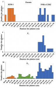 Figure 1. Feuille du variété sauvage INRA-CZH2 (a) et feuille lobée étroite du mutant H2M-2 (b). Plante de INRA-CZH2 (c) et plante de H2M-2 (d) au stade de huit feuilles.
